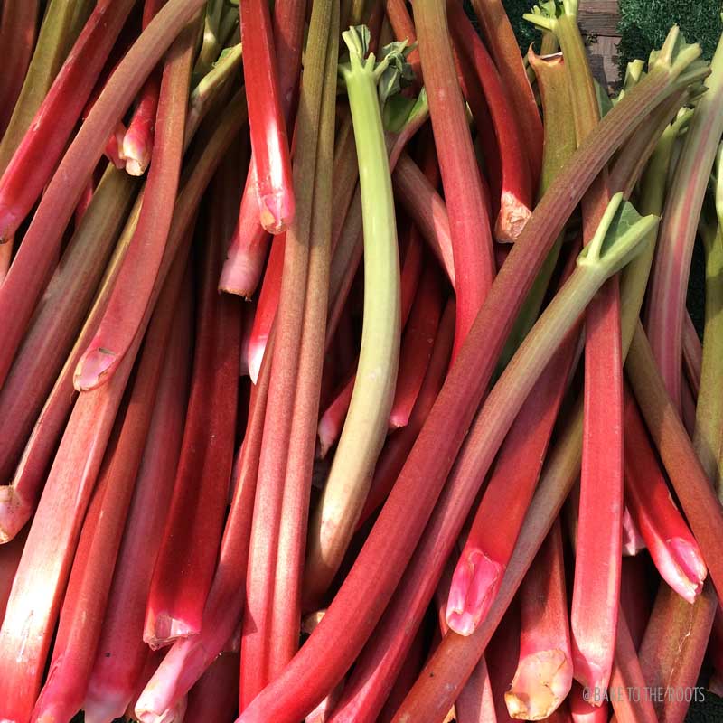 Rhubarb Ginger Crumble | Bake to the roots
