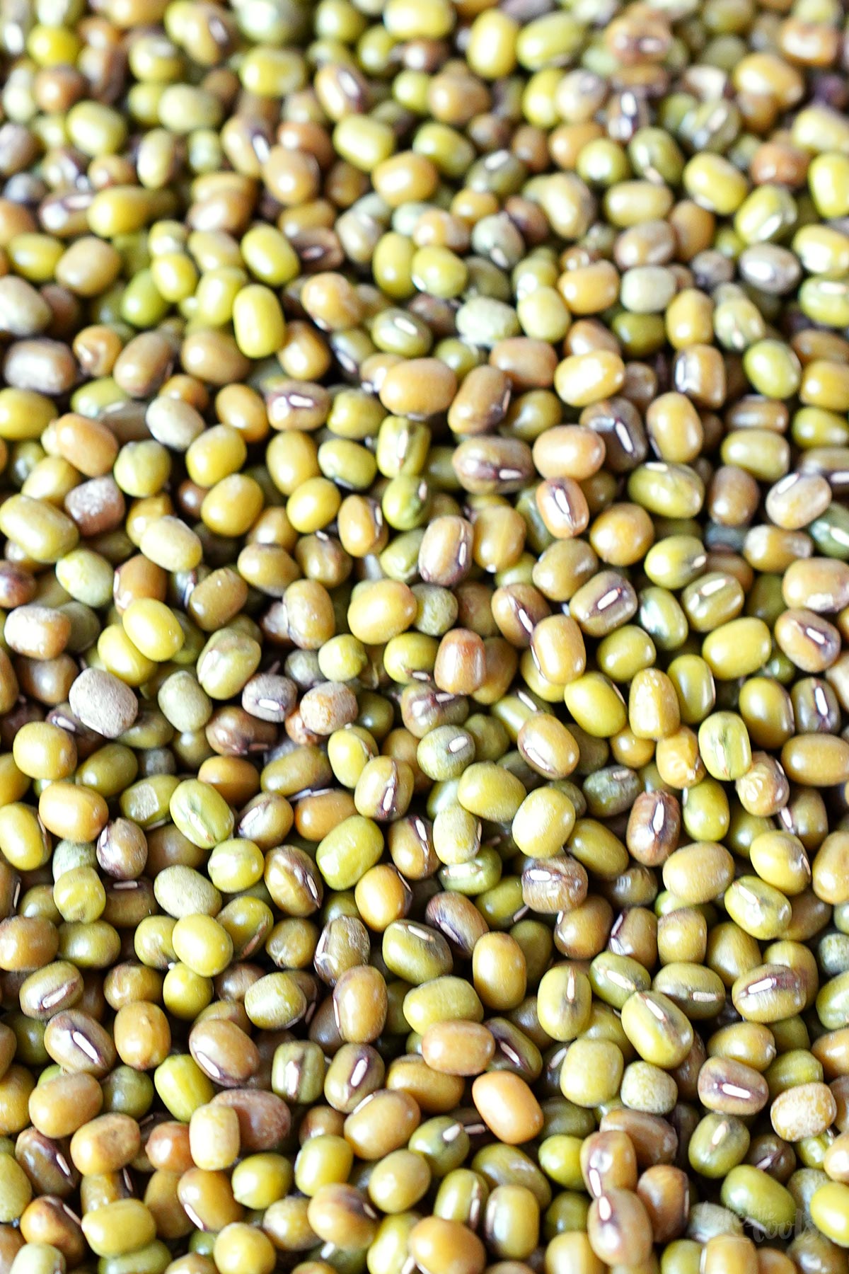 Mungobohnen Sprossen selbst ziehen | Bake to the roots