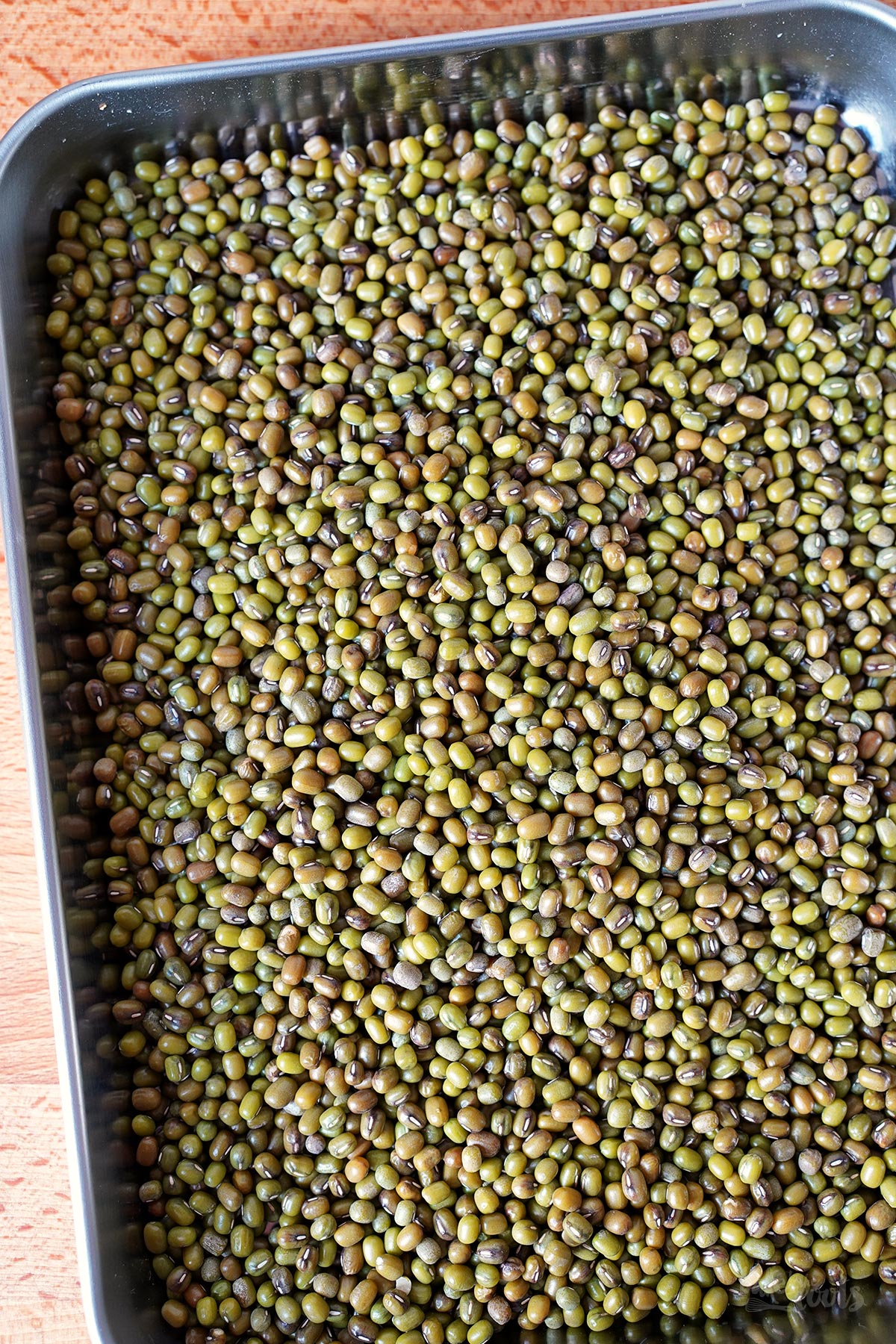 Mungobohnen Sprossen selbst ziehen | Bake to the roots