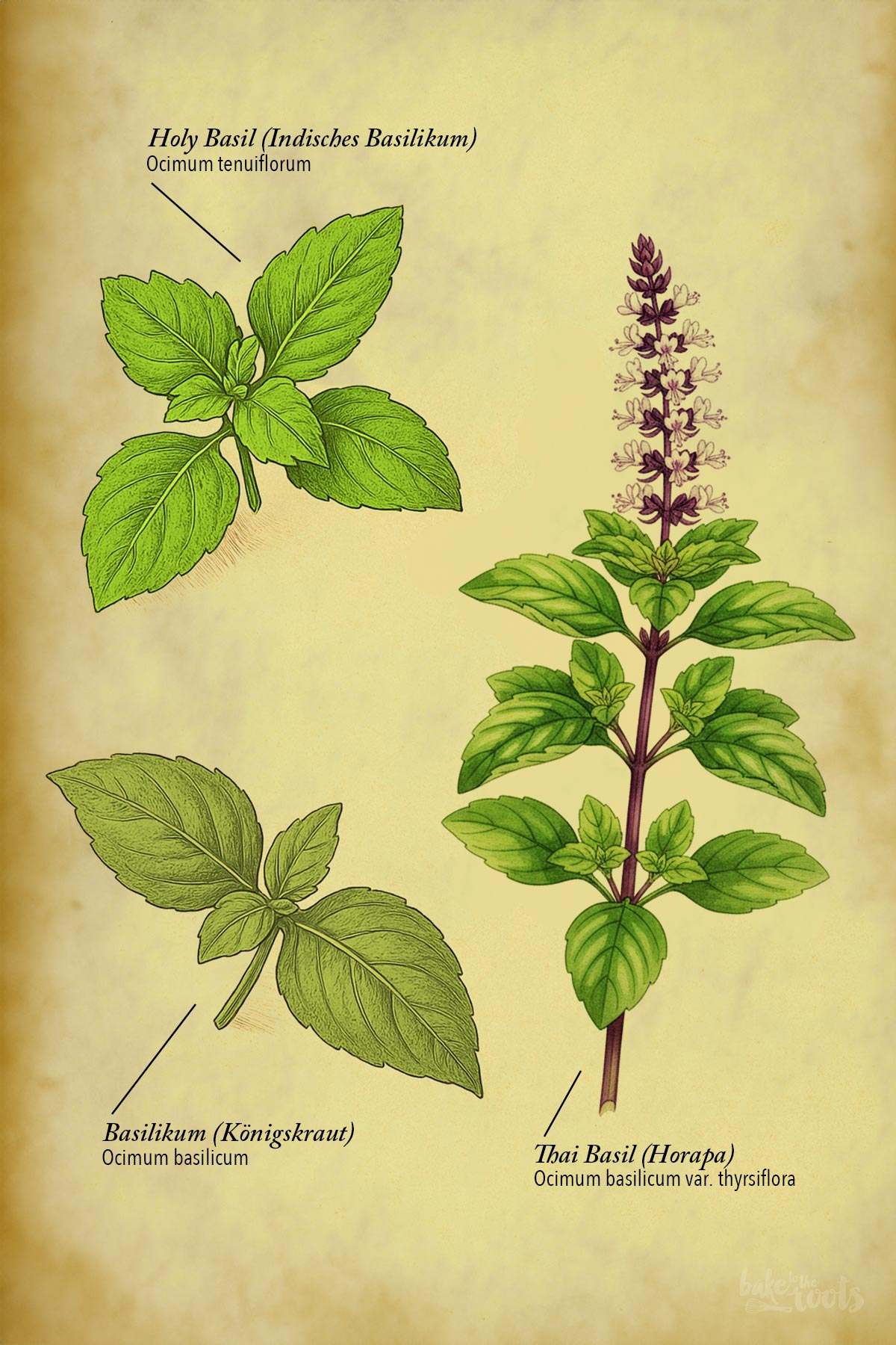 Pad Kra Pao (Thai Stir-fry) | Bake to the roots